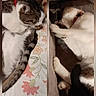 cat, sleeping, resting, indoor, pet, feline, cozy, floral_pattern, blanket, collar, fur, whiskers, paw, relaxation, cute, domestic_animal, two_cats, quiet, comfort, nap