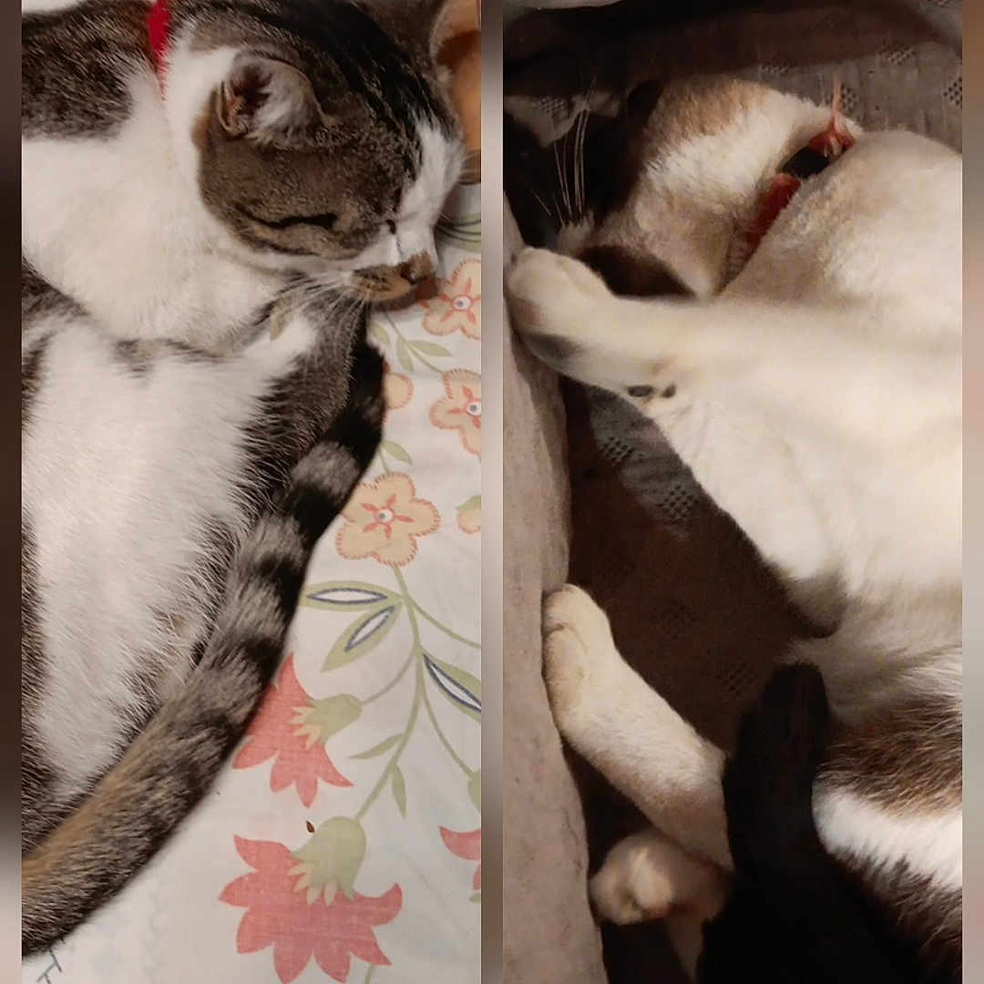Isis Et Minie participe au concours pour gagner de l'argent avec cette photo : cat, sleeping, resting, indoor, pet, feline, cozy, floral_pattern, blanket, collar, fur, whiskers, paw, relaxation, cute, domestic_animal, two_cats, quiet, comfort, nap