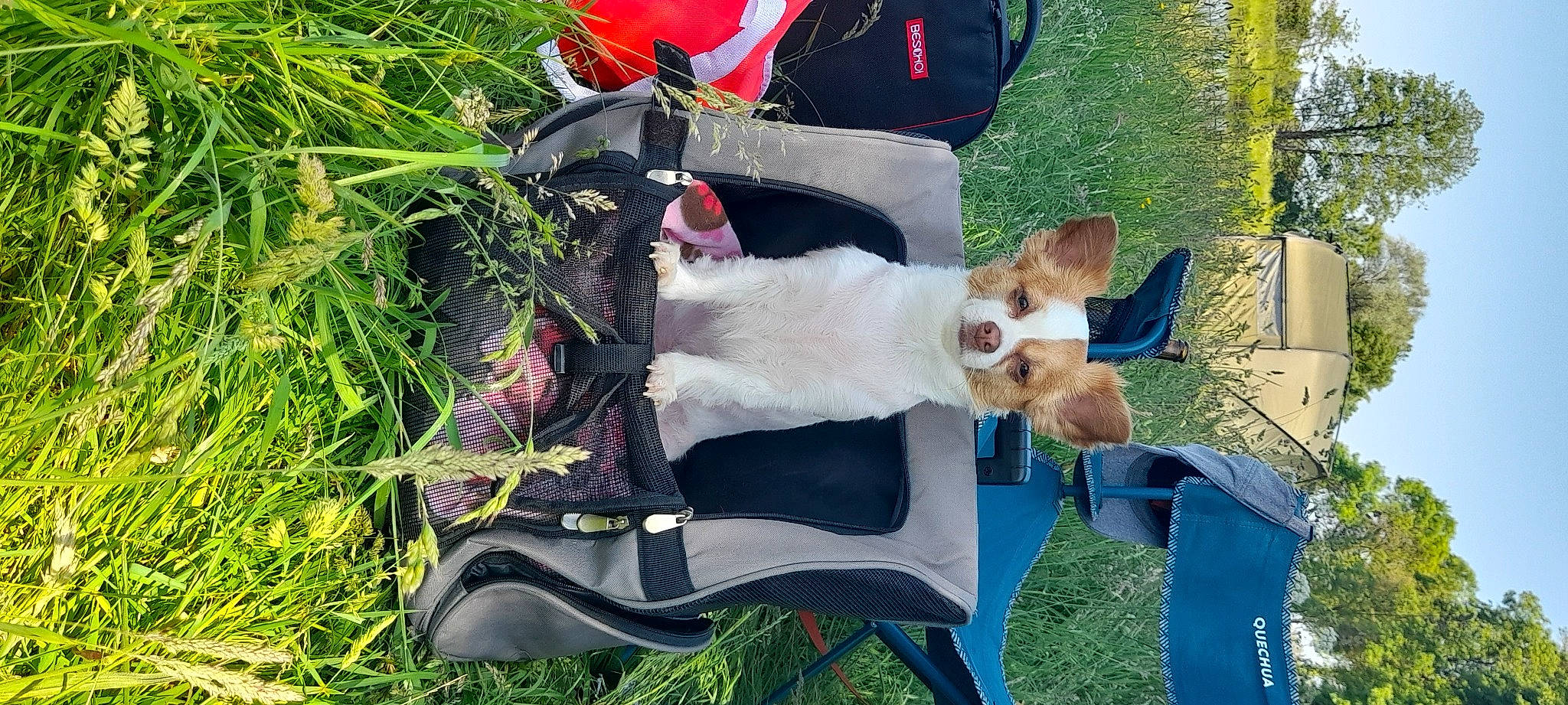 Ruby a rejoint le concours — aidez-le/la à gagner de superbes lots ! canidae, chair, companion_dog, dog, dog_breed, fawn, fun, fur, grass, happy, leisure, people_in_nature, plant, recreation, sitting, smile, sporting_group, tail, tree