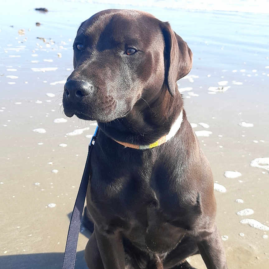 Django participe au concours pour gagner de l'argent avec cette photo : accessories, animal, beach, boxer, bulldog, canine, coast, dog, hound, labradorretriever, leash, nature, outdoors, pet, pointer, puppy, sea, shoreline, strap, water
