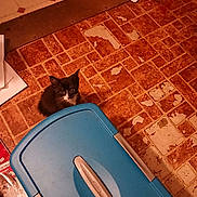 Squeaky joined the competition — help win amazing prizes! kitten, cat, floor, tile_floor, blue_bin, storage_bin, papers, indoor, curious, small_animal, pet, black_and_white, young_cat, looking_up, household, domestic, flooring, plastic, container, curiosity