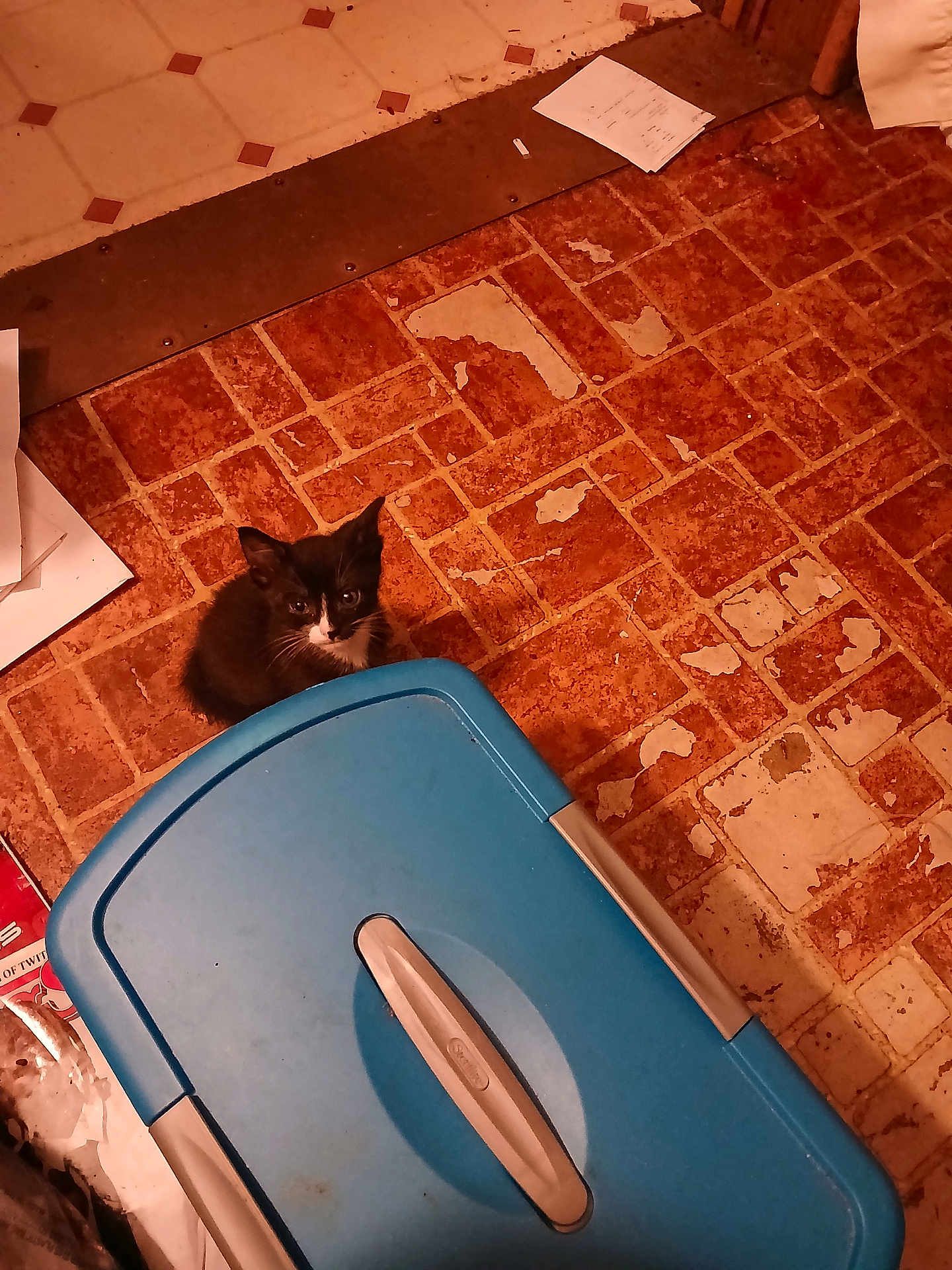 Squeaky