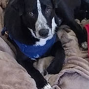 Cooper joined the competition — help win amazing prizes! animal, ball, bed, bedroom, blanket, bostonbull, bulldog, canine, couch, dog, furniture, hound, husky, indoors, labradorretriever, pet, puppy, sport, tennis, tennisball