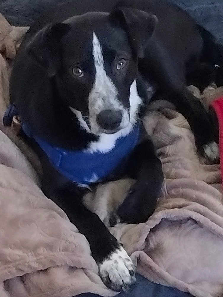 Cooper