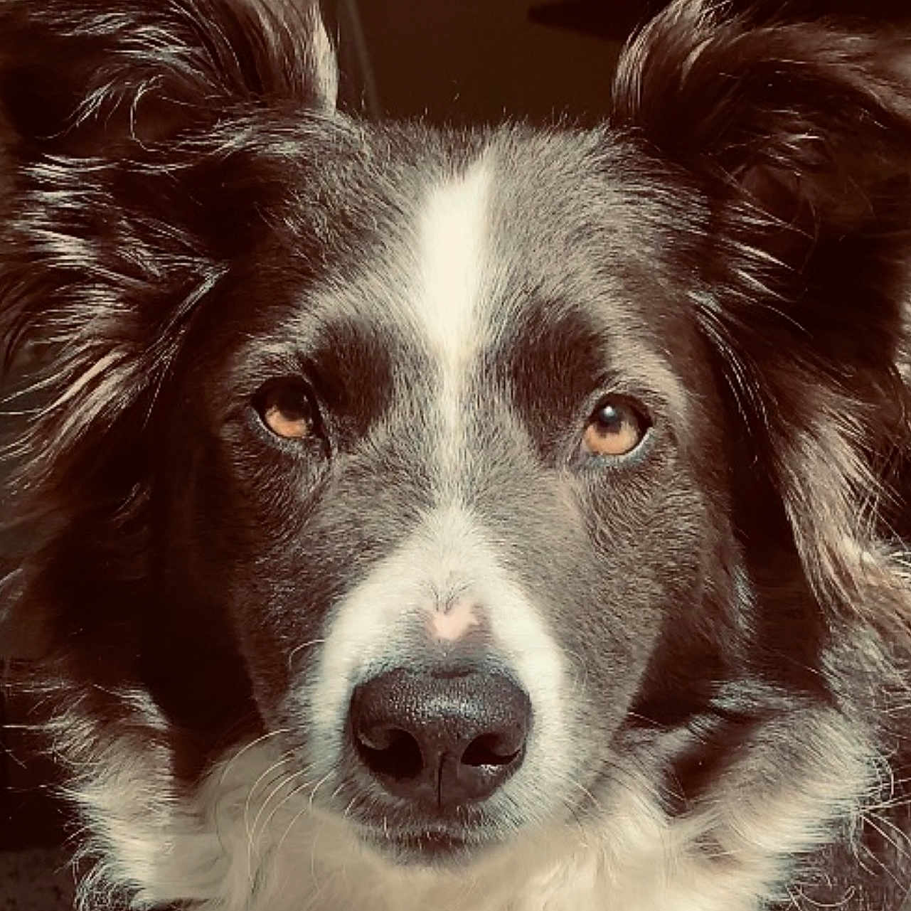 Mars participe au concours pour gagner de l'argent avec cette photo : animal, black_and_white, canine, close_up, dog, domestic_animal, ears, eyes, face, fluffy, fur, fur_texture, looking_at_camera, muzzle, nostrils, outdoor_light, pet, portrait, snout, whiskers