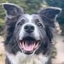 Mars a rejoint le concours — aidez-le/la à gagner de superbes lots ! animal, blurred_background, border_collie, canine, close_up, cute, dog, ears_up, excited, friendly, fur, happy, mammal, nature, outdoor, pet, playful, portrait, smiling, tongue_out