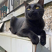 Baghera participe au concours pour gagner de l'argent avec cette photo : black_cat, cat, animal, pet, yellow_eyes, feline, outdoor, ledge, resting, urban, metal_railing, wall, texture, close_up, portrait, whiskers, fur, daylight, curious, relaxed