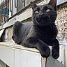 black_cat, cat, animal, pet, yellow_eyes, feline, outdoor, ledge, resting, urban, metal_railing, wall, texture, close_up, portrait, whiskers, fur, daylight, curious, relaxed