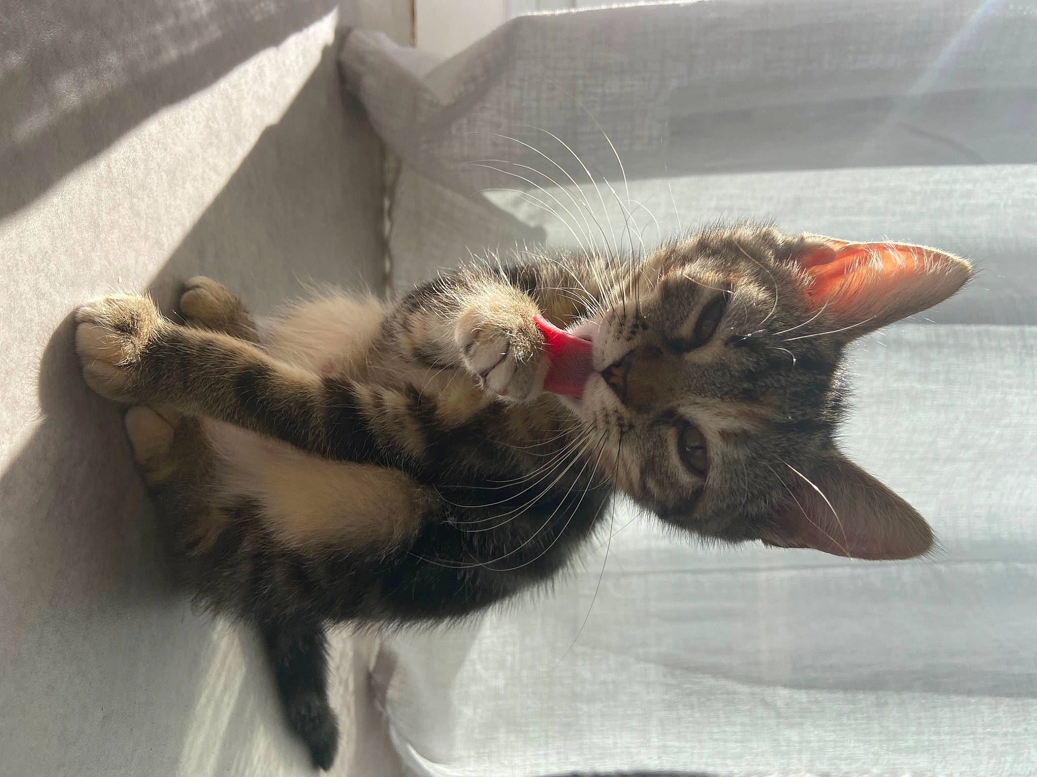 Nami participe au concours pour gagner de l'argent avec cette photo : carnivore, cat, claw, comfort, domestic_short_haired_cat, fawn, felidae, foot, fur, grey, nap, paw, small_to_medium_sized_cats, snout, tail, whiskers, window