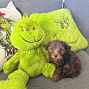 Milk joined the competition — help win amazing prizes! animal, closeup, companion, couch, cozy, cute, dog, fluffy, green, grey_couch, grinch, indoor, pet, pillow, plush_toy, puppy, sitting, small_dog, soft_texture, stuffed_animal