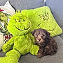 animal, closeup, companion, couch, cozy, cute, dog, fluffy, green, grey_couch, grinch, indoor, pet, pillow, plush_toy, puppy, sitting, small_dog, soft_texture, stuffed_animal