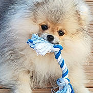 Bobby a rejoint le concours — aidez-le/la à gagner de superbes lots ! dog, puppy, pomeranian, fluffy, rope_toy, chewing, pet, cute, animal, wooden_floor, playful, small_dog, fur, close_up, indoor, young_dog, adorable, brown, white, blue