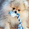 dog, puppy, pomeranian, fluffy, rope_toy, chewing, pet, cute, animal, wooden_floor, playful, small_dog, fur, close_up, indoor, young_dog, adorable, brown, white, blue