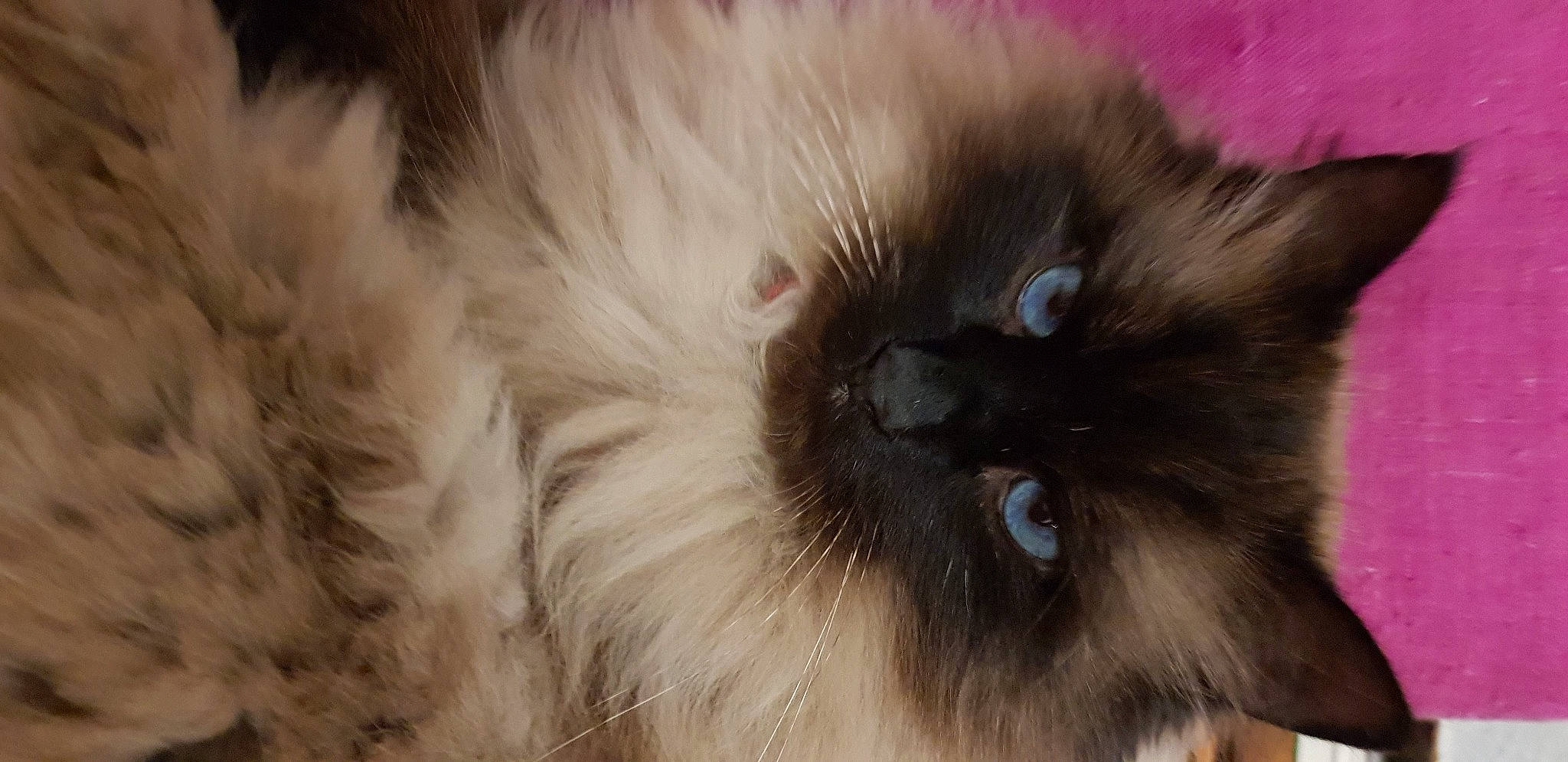 Horus a rejoint le concours — aidez-le/la à gagner de superbes lots ! balinese, birman, carnivore, cat, claw, close_up, eye, fawn, felidae, fur, iris, persian, ragdoll, siamese, small_to_medium_sized_cats, snout, terrestrial_animal, thai, whiskers, working_animal