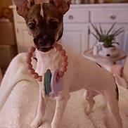 Missy a rejoint le concours — aidez-le/la à gagner de superbes lots ! animal, beaded_ring, blanket, blurred_background, brown_and_white, companion, cozy, curious, cute, dog, ears, furniture, home, indoor, pet, plant, small_dog, standing, toy, white_blanket