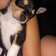 Gipsy a rejoint le concours — aidez-le/la à gagner de superbes lots ! puppy, dog, sleeping, tricolor, arm, closeup, pet, cute, fur, nose, whiskers, resting, snout, animal, domestic_animal, young, cozy, indoor, peaceful, adorable
