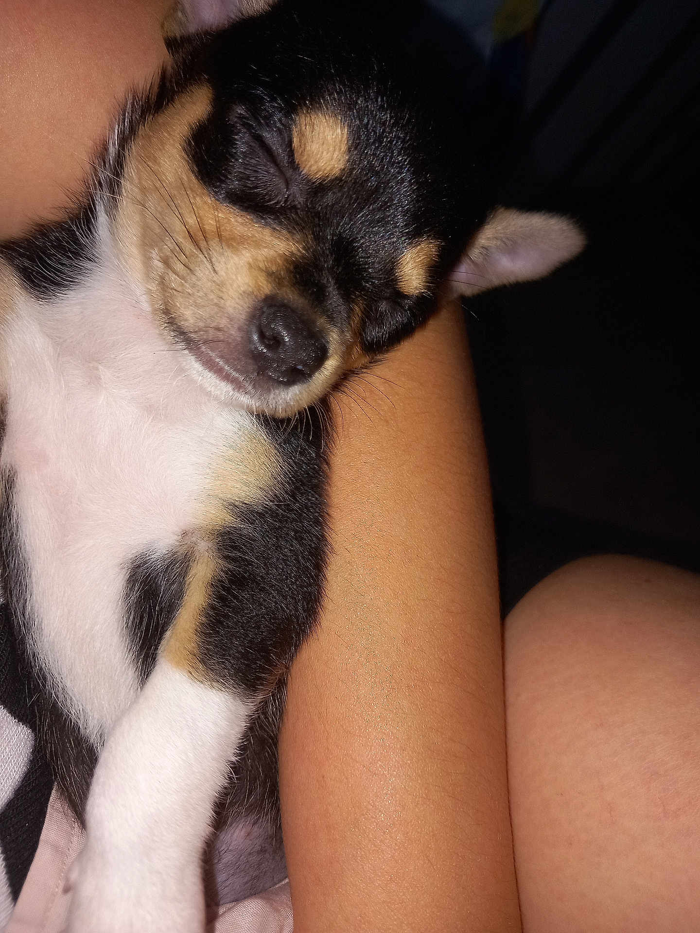 Gipsy a rejoint le concours — aidez-le/la à gagner de superbes lots ! puppy, dog, sleeping, tricolor, arm, closeup, pet, cute, fur, nose, whiskers, resting, snout, animal, domestic_animal, young, cozy, indoor, peaceful, adorable