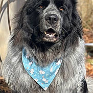 Buddy joined the competition — help win amazing prizes! dog, fluffy, bandana, blue_bandana, animal, pet, portrait, outdoor, black_and_gray_coat, furry, cute, canine, looking_at_camera, nature, close_up, tongue_visible, ears, nose, whiskers, friendly
