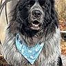 dog, fluffy, bandana, blue_bandana, animal, pet, portrait, outdoor, black_and_gray_coat, furry, cute, canine, looking_at_camera, nature, close_up, tongue_visible, ears, nose, whiskers, friendly