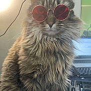 Baitoven is registered to the contest to win money with this photo: cat, animal, pet, feline, fluffy, long_hair, sunglasses, red_tinted_glasses, indoor, computer, technology, keyboard, desk, cool, portrait, close_up, whiskers, ears, fur, cute