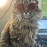 cat, animal, pet, feline, fluffy, long_hair, sunglasses, red_tinted_glasses, indoor, computer, technology, keyboard, desk, cool, portrait, close_up, whiskers, ears, fur, cute