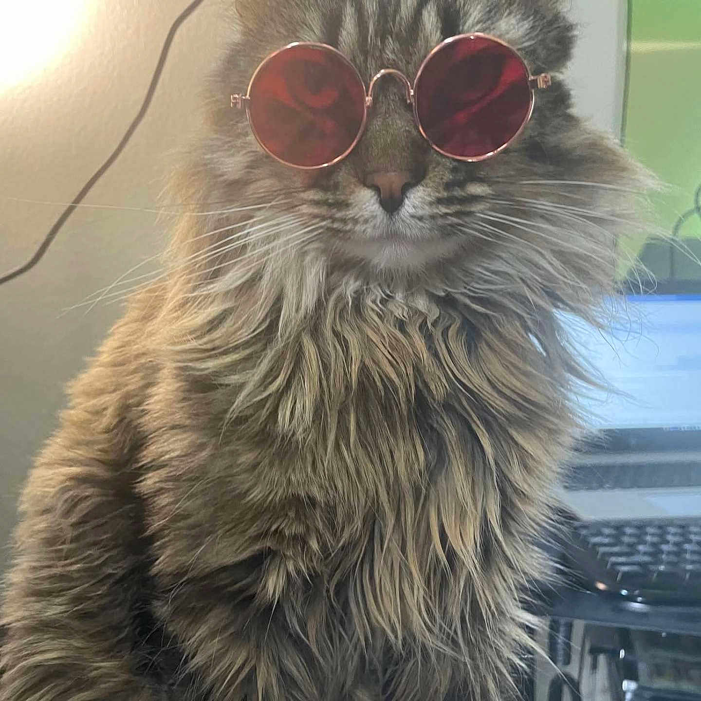 Baitoven is registered to the contest to win money with this photo: cat, animal, pet, feline, fluffy, long_hair, sunglasses, red_tinted_glasses, indoor, computer, technology, keyboard, desk, cool, portrait, close_up, whiskers, ears, fur, cute