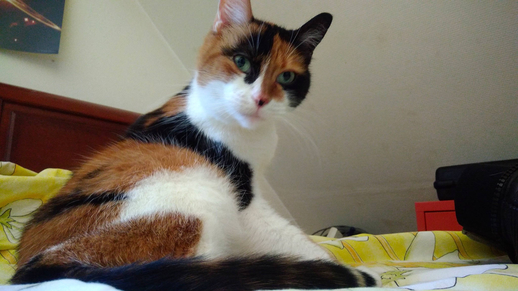 Grenadine participe au concours pour gagner de l'argent avec cette photo : carnivore, cat, comfort, domestic_short_haired_cat, felidae, fur, paw, sitting, small_to_medium_sized_cats, snout, tail, whiskers, window