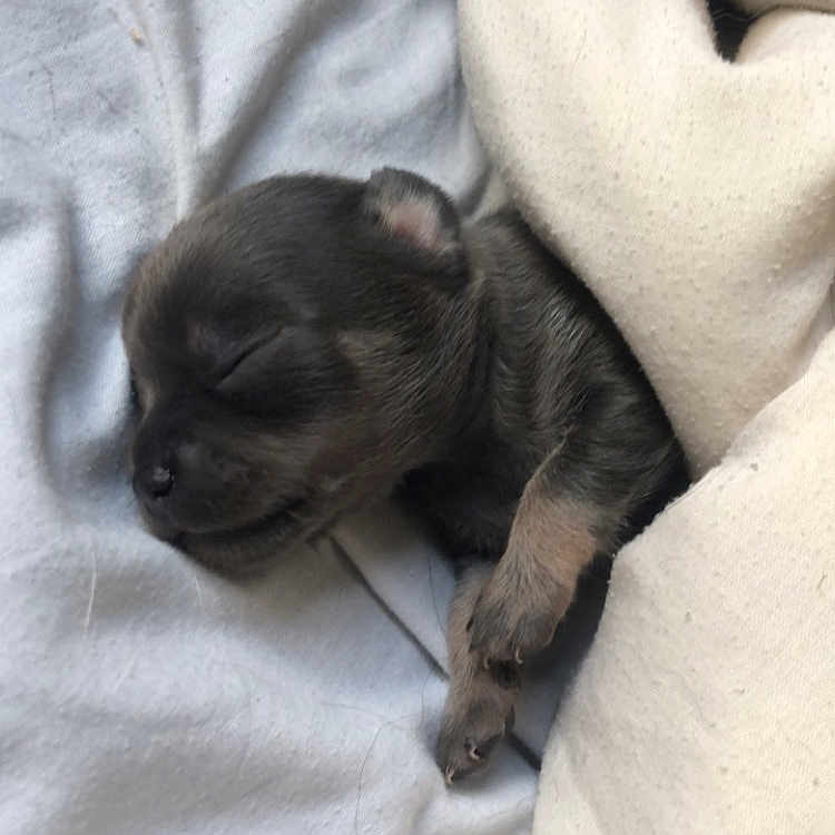 Tayson a rejoint le concours — aidez-le/la à gagner de superbes lots ! animal, baby, bed, blanket, bulldog, canine, cat, chihuahua, dog, frenchbulldog, furniture, homedecor, hound, labradorretriever, linen, person, pet, puppy, quilt, sleeping