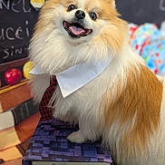 Verdell is registered to the contest to win money with this photo: books, chalkboard, classroom, collar, costume, dog, fluffy, fur, indoor, open_mouth, pet, pomeranian, portrait, school, sitting, small_dog, smiling, stacked_books, tie, tongue