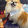books, chalkboard, classroom, collar, costume, dog, fluffy, fur, indoor, open_mouth, pet, pomeranian, portrait, school, sitting, small_dog, smiling, stacked_books, tie, tongue