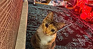 Penny Lane is registered to the contest to win money with this photo: cat, calico_cat, indoor, rug, patterned_rug, furniture, clutter, red_lights, door, floor, curious, pet, animal, whiskers, ears, paws, sitting, home, decor, warm_lighting