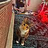 cat, calico_cat, indoor, rug, patterned_rug, furniture, clutter, red_lights, door, floor, curious, pet, animal, whiskers, ears, paws, sitting, home, decor, warm_lighting