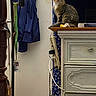 Penny Lane joined the competition — help win amazing prizes! cat, tabby_cat, furniture, dresser, lamp, clothing, jacket, extension_cord, wall, indoor, household_item, pet, curious, sitting, wooden, vintage, room, decor, electronics, cord
