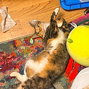 Penny Lane is registered to the contest to win money with this photo: cat, calico_cat, kitten, lying_down, belly_up, raised_paw, green_eyes, whiskers, fur, white_fur, orange_fur, black_fur, pet, playful, toy_ball, colorful_rug, wooden_floor, indoor, playroom, relaxed