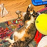 cat, calico_cat, kitten, lying_down, belly_up, raised_paw, green_eyes, whiskers, fur, white_fur, orange_fur, black_fur, pet, playful, toy_ball, colorful_rug, wooden_floor, indoor, playroom, relaxed