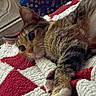 Penny Lane joined the competition — help win amazing prizes! cat, tabby, pet, animal, feline, cute, whiskers, ears, paws, fur, striped, blanket, red, white, texture, cozy, indoor, relaxed, closeup, resting