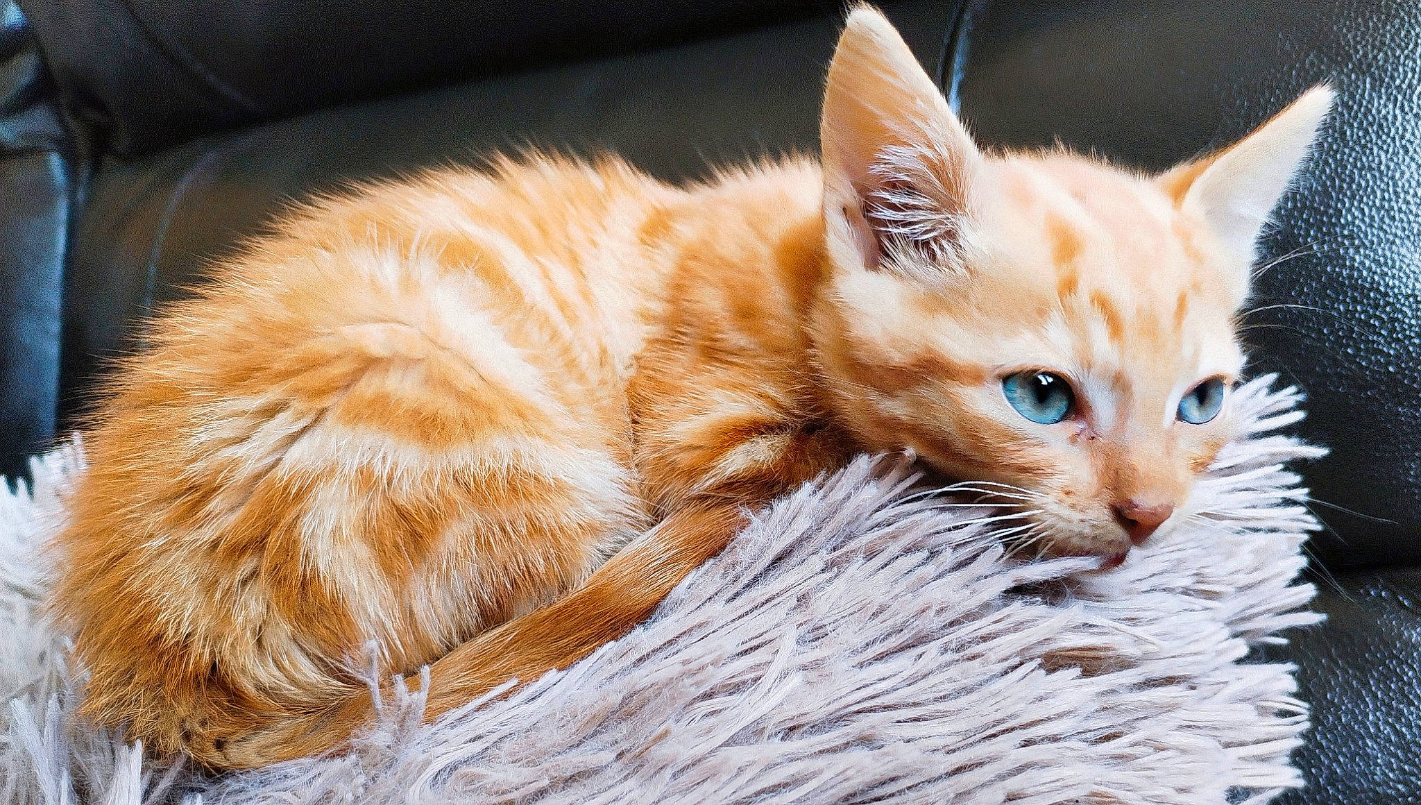 Harry a rejoint le concours — aidez-le/la à gagner de superbes lots ! carnivore, cat, claw, comfort, domestic_short_haired_cat, fawn, felidae, fur, paw, small_to_medium_sized_cats, snout, tail, terrestrial_animal, whiskers