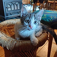 Thelma participe au concours pour gagner de l'argent avec cette photo : animal, cat, close_up, cozy, curious, cute, domestic, ears, furniture, household, indoor, kitten, pet, resting, tail, whiskers, wide_eyes, wooden_floor, woven_stool, young