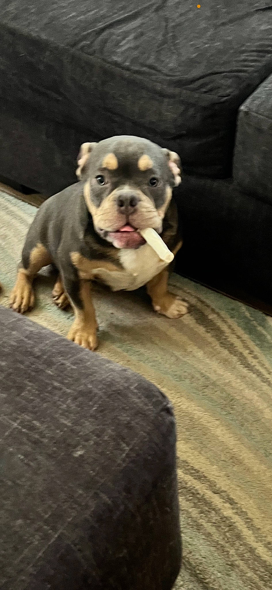 Papa joined the competition — help win amazing prizes! canidae, carnivore, companion_dog, couch, dog, dog_breed, fawn, flooring, fur, molosser, non_sporting_group, puppy, sleeper_chair, snout, sporting_group, tail, terrestrial_animal, whiskers, wildlife, working_dog