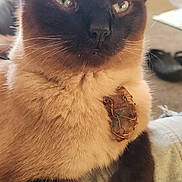 Whoodie Woo joined the competition — help win amazing prizes! animal, background, cat, close_up, clothing, cozy, denim, domestic, ears, eyes, feline, fur, indoor, jewelry, paws, pendant, pet, relaxing, siamese_cat, whiskers