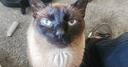 Whoodie Woo is registered to the contest to win money with this photo: animal, blurred_background, carpet, cat, closeup, curious, cute, domestic, ears, feline, floor, footwear, furry, home, indoor, looking_up, pet, shoe, siamese_cat, whiskers