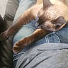 Whoodie Woo is registered to the contest to win money with this photo: carpet, casual, cat, chair, couch, crocs, furniture, grey_shirt, home, indoor, jeans, lap, legs, person, pet, relaxing, resting, siamese_cat, stretching, table