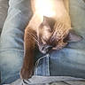 Whoodie Woo joined the competition — help win amazing prizes! animal, casual_clothing, cat, comfort, crocs, feline, footwear, home, human, indoor, jeans, lap, legs, person, pet, relaxing, resting, siamese_cat, sleeping, tshirt