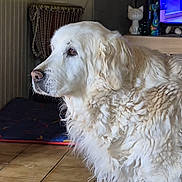 Ginger a rejoint le concours — aidez-le/la à gagner de superbes lots ! dog, white_dog, fluffy, indoor, tile_floor, blanket, figurine, cat_figurine, decor, side_view, pet, animal, fur, looking_away, domestic, house, room, quiet, calm, companion