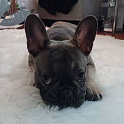 Ohana joined the competition — help win amazing prizes! adorable, animal, carpet, close_up, cute, dog, ears, face, floor, french_bulldog, fur, indoor, looking_up, lying_down, nose, paws, pet, puppy, whiskers, white_rug
