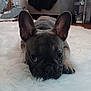 adorable, animal, carpet, close_up, cute, dog, ears, face, floor, french_bulldog, fur, indoor, looking_up, lying_down, nose, paws, pet, puppy, whiskers, white_rug