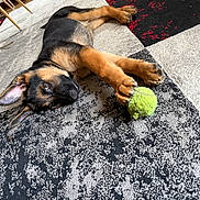 Groot participe au concours pour gagner de l'argent avec cette photo : puppy, dog, german_shepherd, pet, animal, lying_down, upside_down, playful, tennis_ball, toy, rug, indoor, home, carpet, black_and_tan, floppy_ears, paws, fur, portrait, relaxed