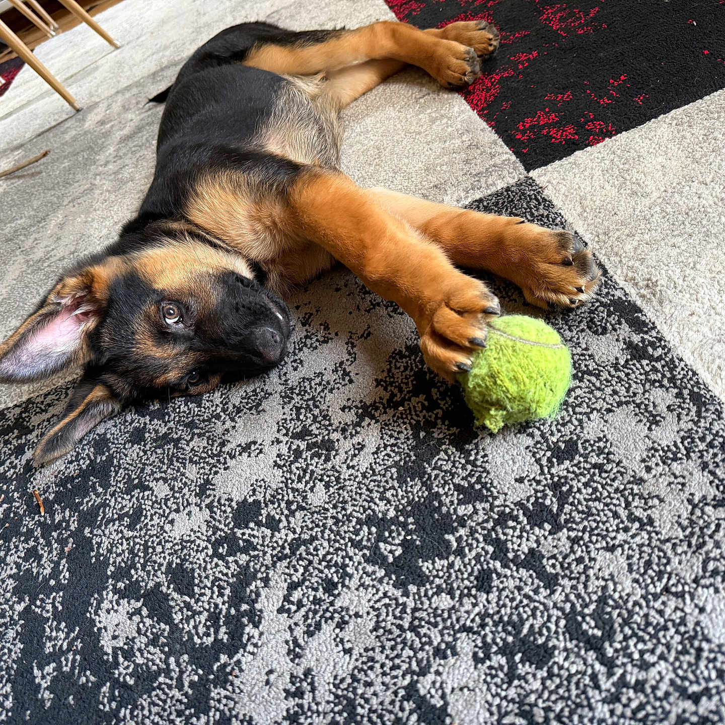 Groot participe au concours pour gagner de l'argent avec cette photo : puppy, dog, german_shepherd, pet, animal, lying_down, upside_down, playful, tennis_ball, toy, rug, indoor, home, carpet, black_and_tan, floppy_ears, paws, fur, portrait, relaxed
