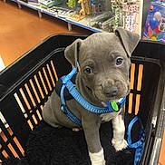 Arco participe au concours pour gagner de l'argent avec cette photo : puppy, dog, pet, blue_harness, basket, blanket, store, shelves, indoor, floor, brown_floor, gray_puppy, white_paws, cute, animal, small, leash, shopping, curious, young