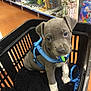 puppy, dog, pet, blue_harness, basket, blanket, store, shelves, indoor, floor, brown_floor, gray_puppy, white_paws, cute, animal, small, leash, shopping, curious, young